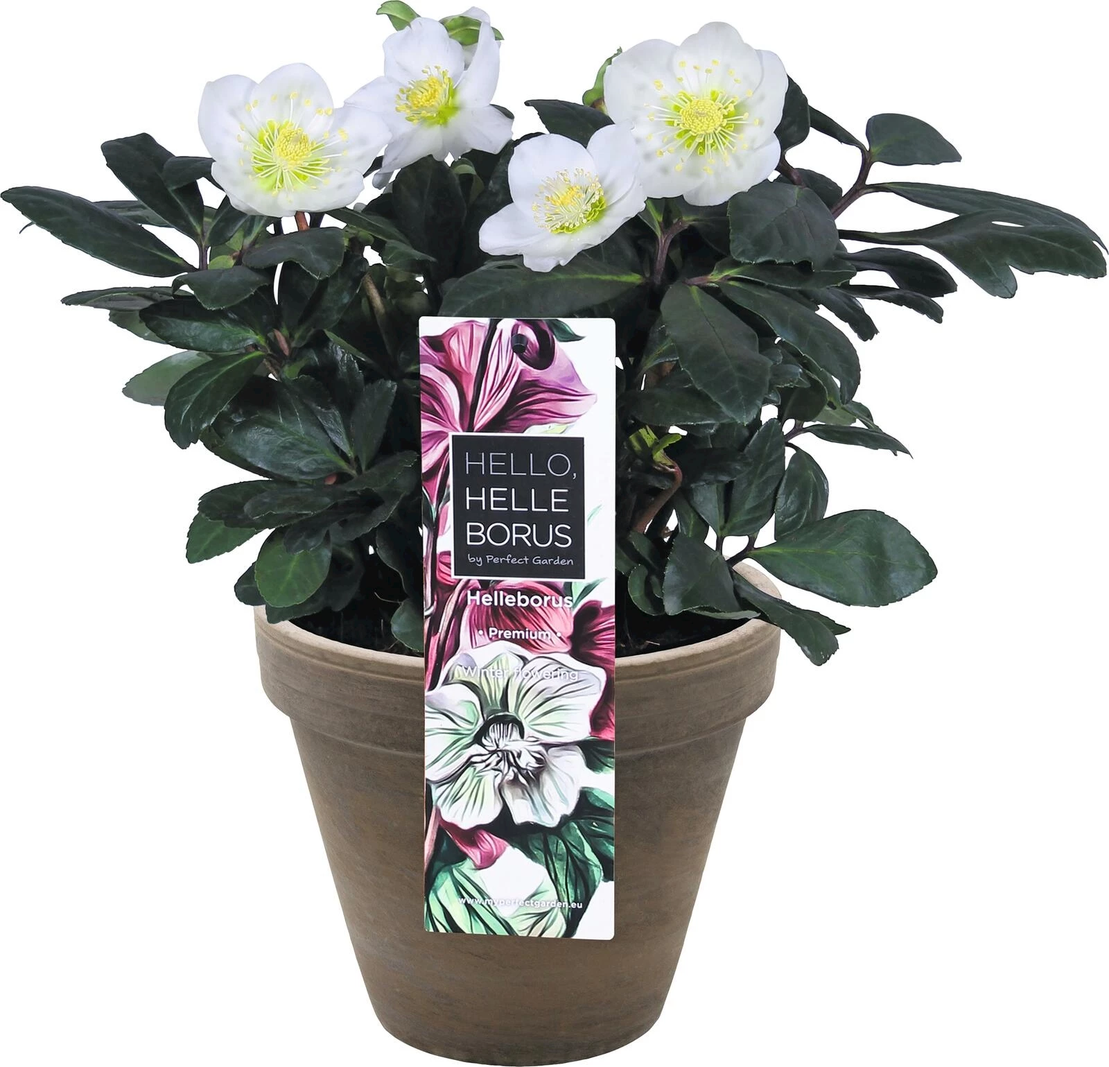 Helleborus niger Basalttopf P17 cm