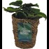 Plante verte Panier d'algues P9.5 cm