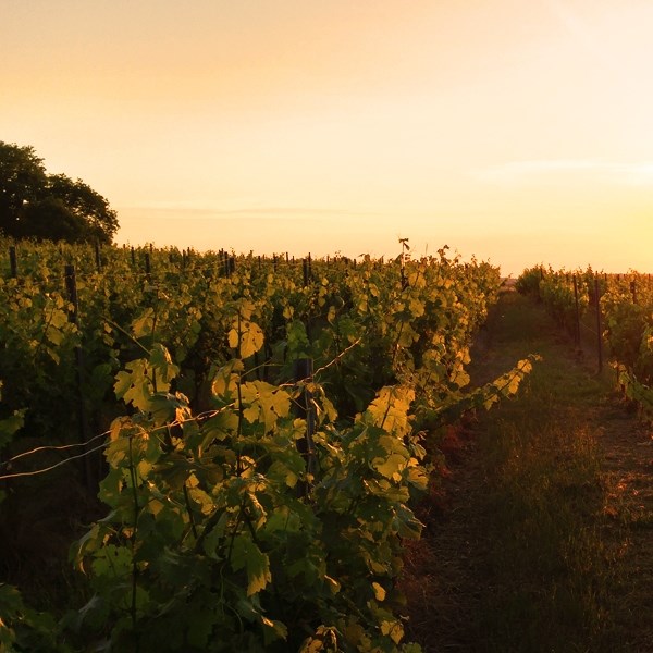 Rosé Duvallon 75 cl