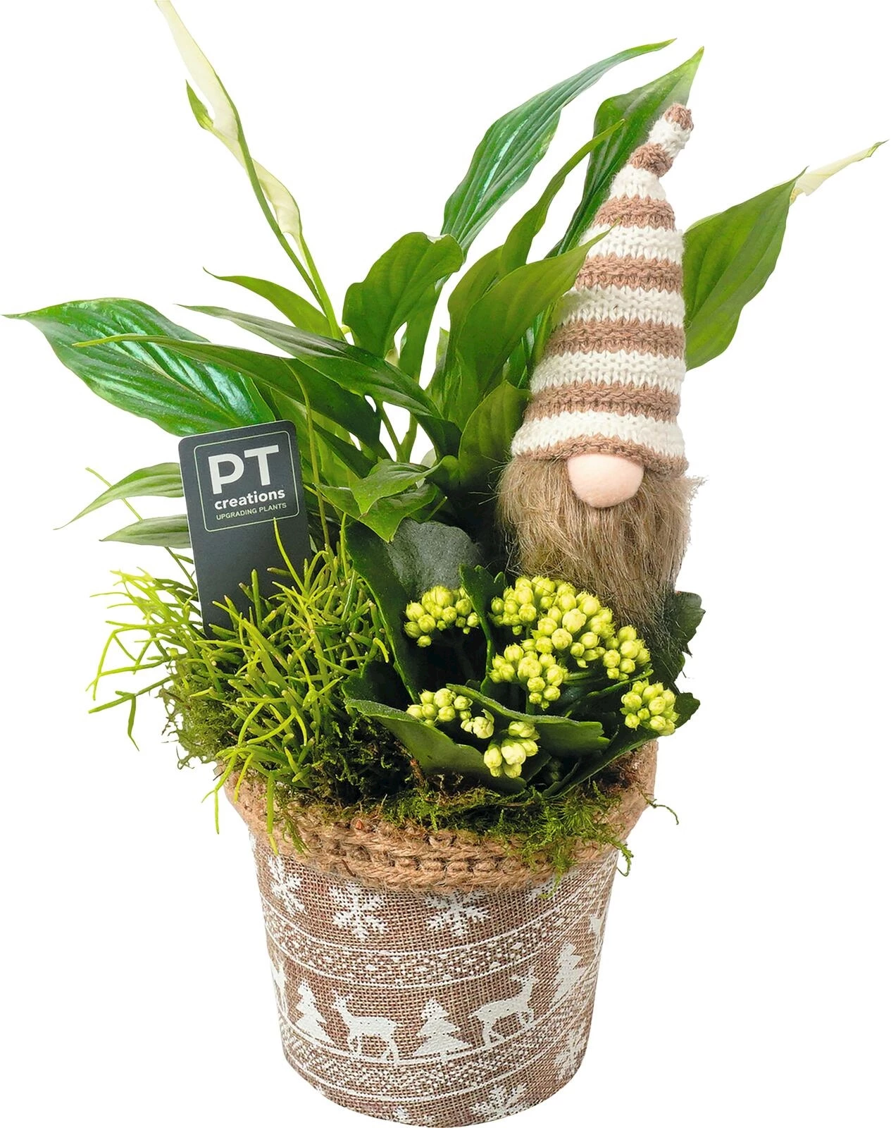 Topf  Wichtel bepflanzt P13 cm