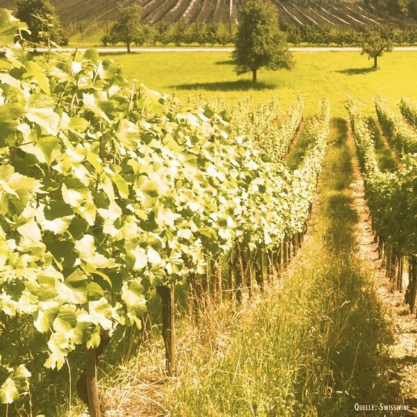 Zürcher Clevner 75 cl