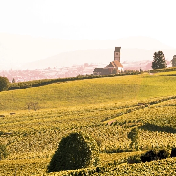 Blauburgunder Hallau 75cl