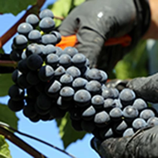 Fleurance Gamay 50 cl