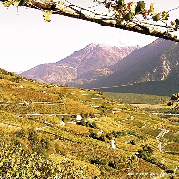 Dôle du Valais 50 cl