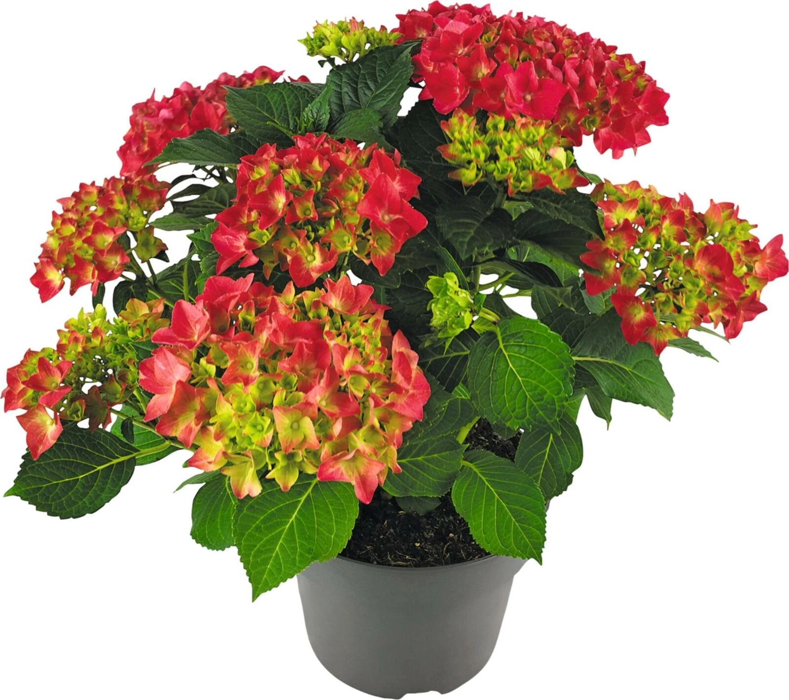 Hydrangea macro. rouge P23 cm