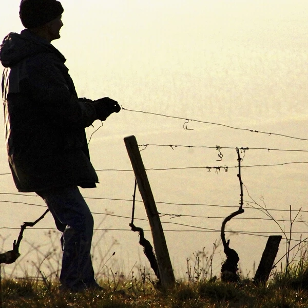 Cabernet Sauvignon 5 l