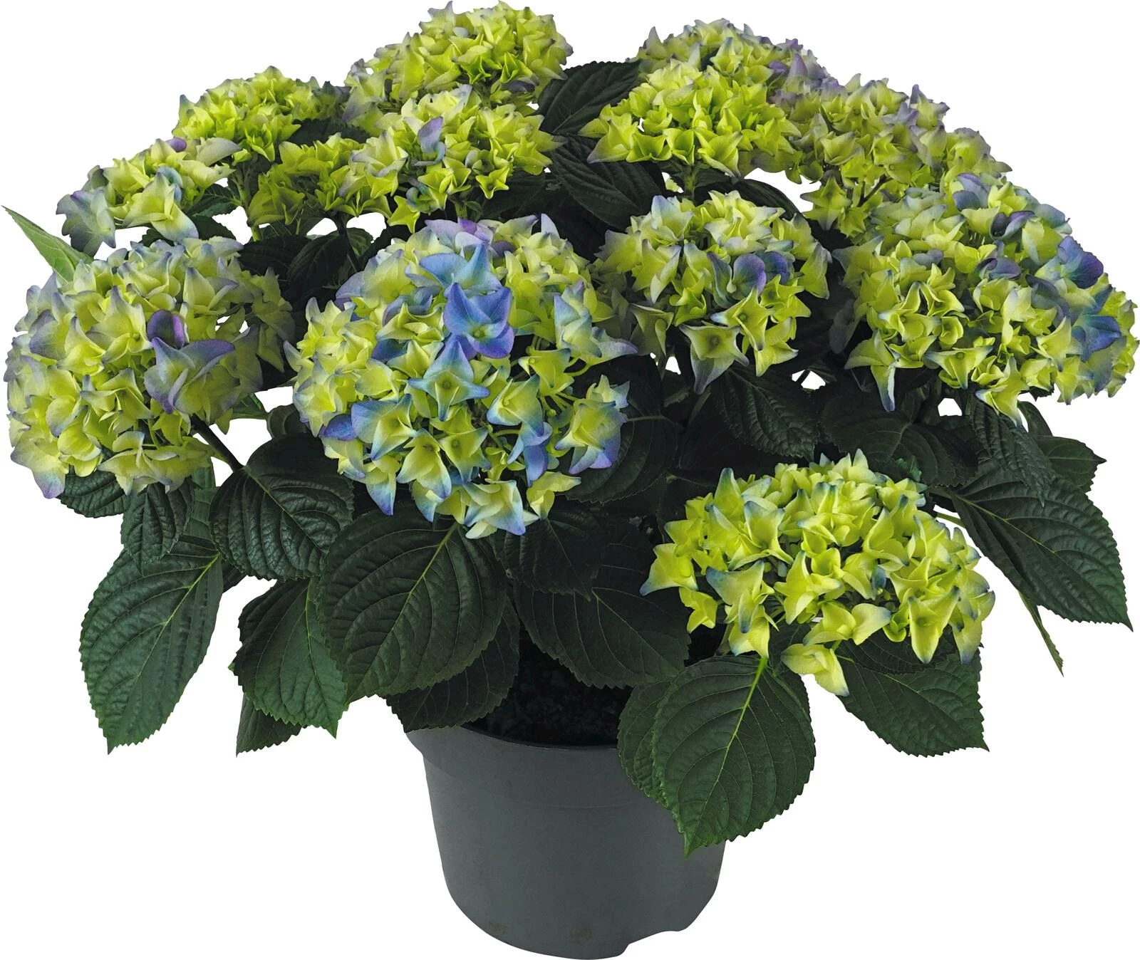 Hydrangea macro. Blau P23 cm