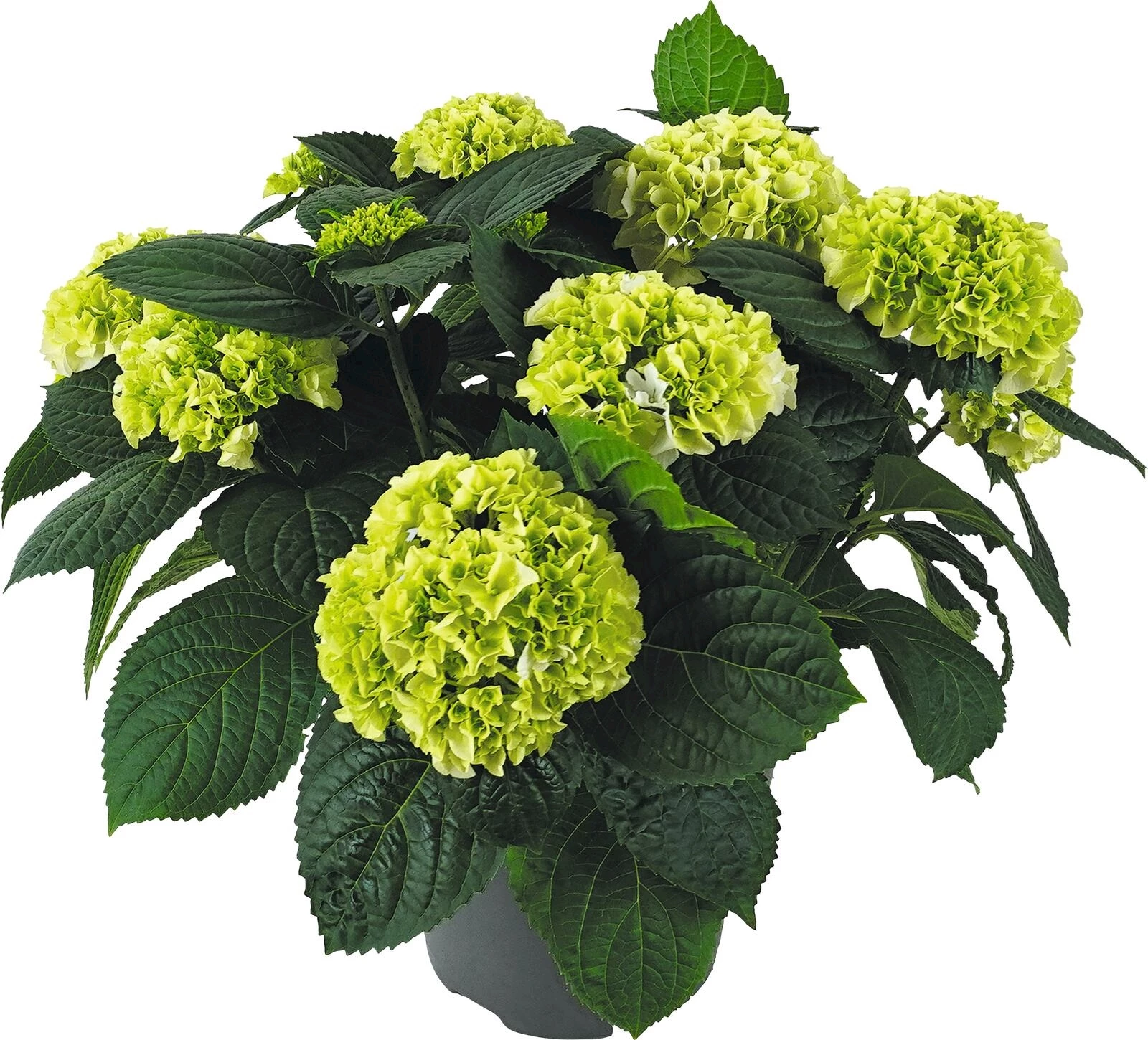 Hydrangea macro. blanc P23 cm