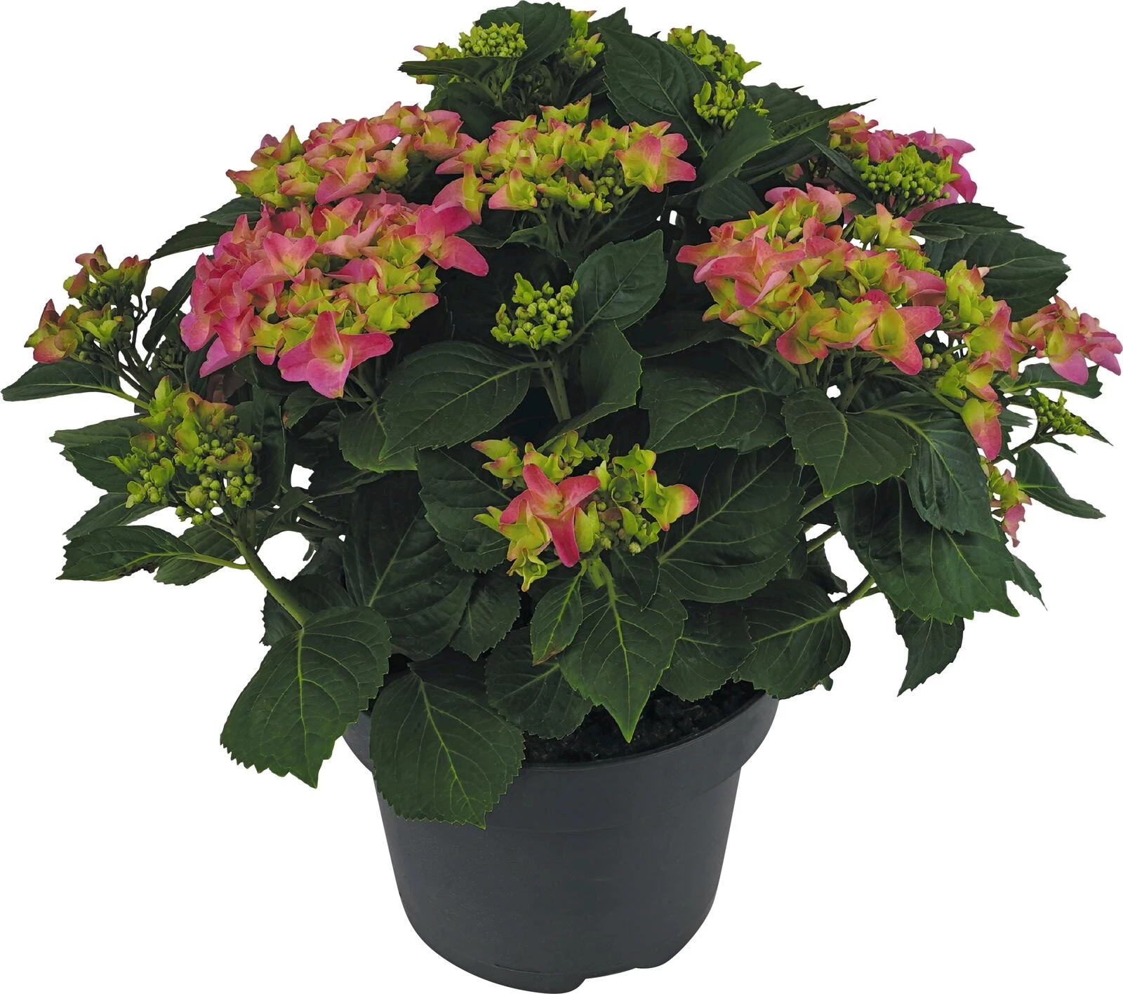 Hydrangea macro. Rosa P23 cm