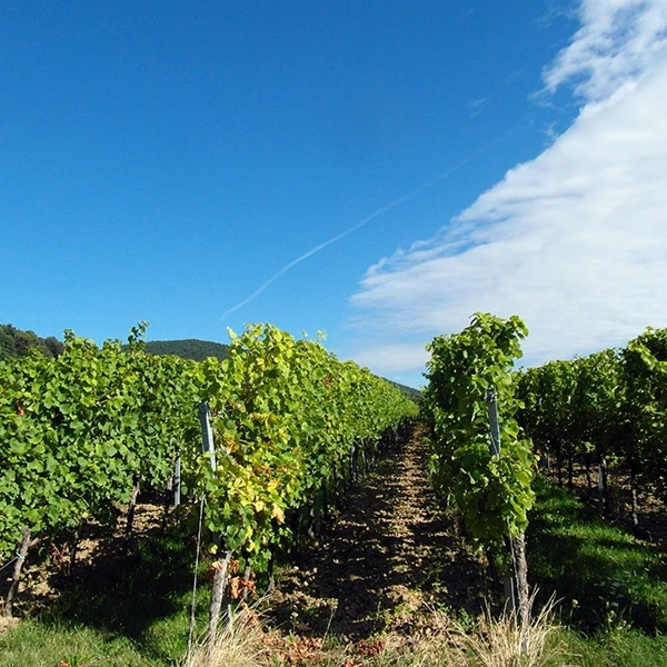 J.P. Chenet Cabernet-Syrah 75 cl