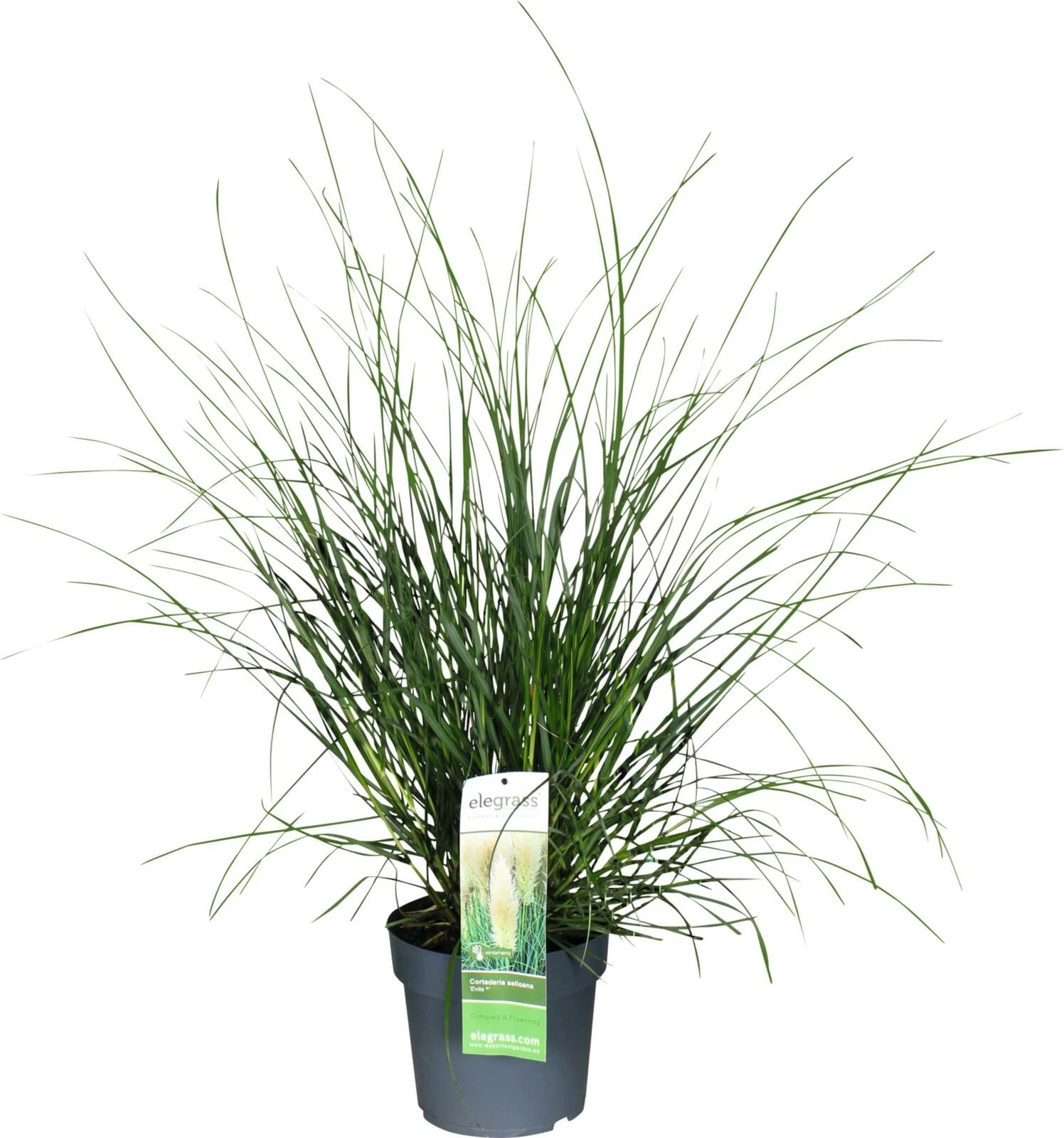 Cortaderia Evita 2 P23 cm
