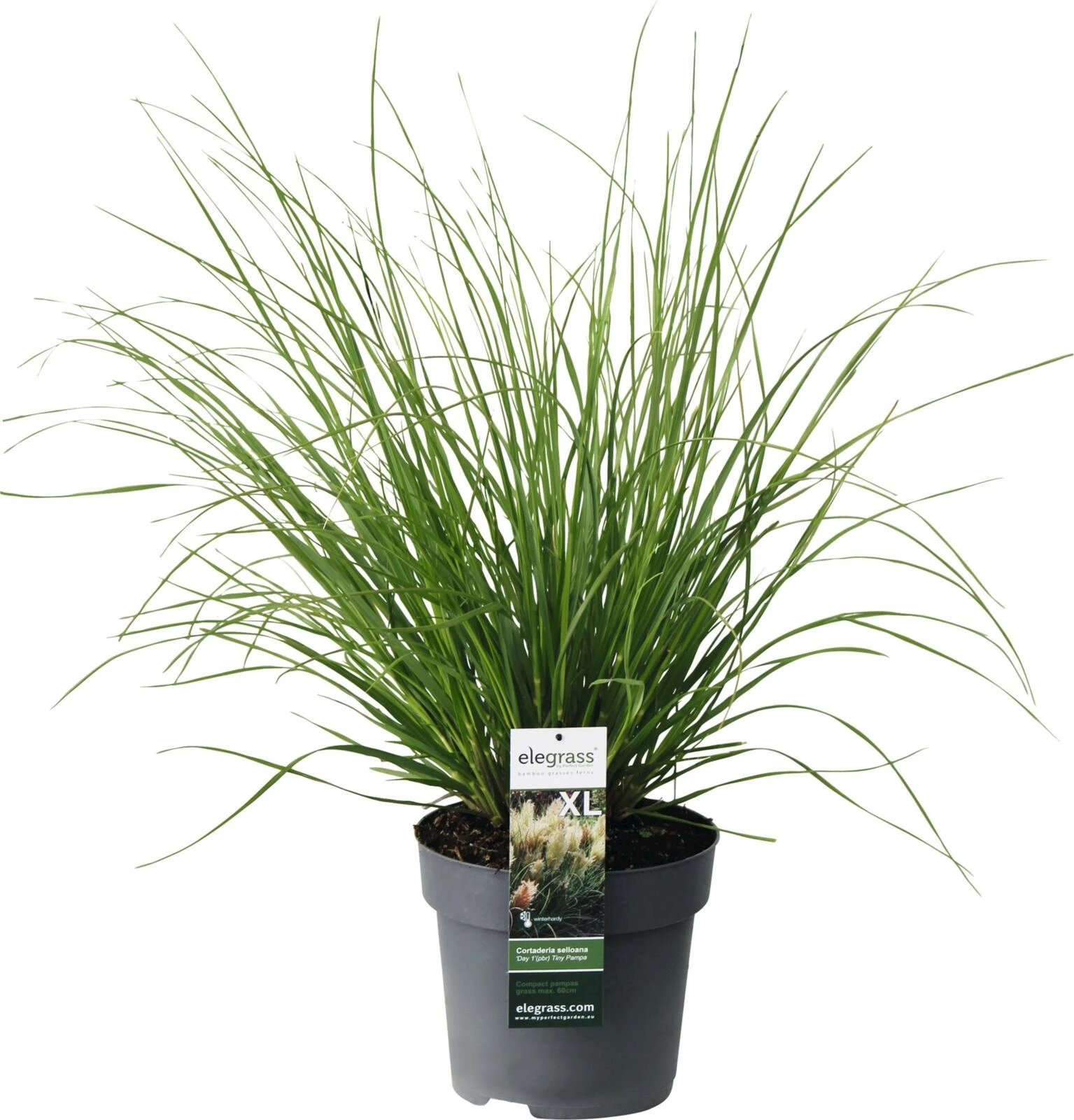 Cortaderia Tiny Pampa P23 cm