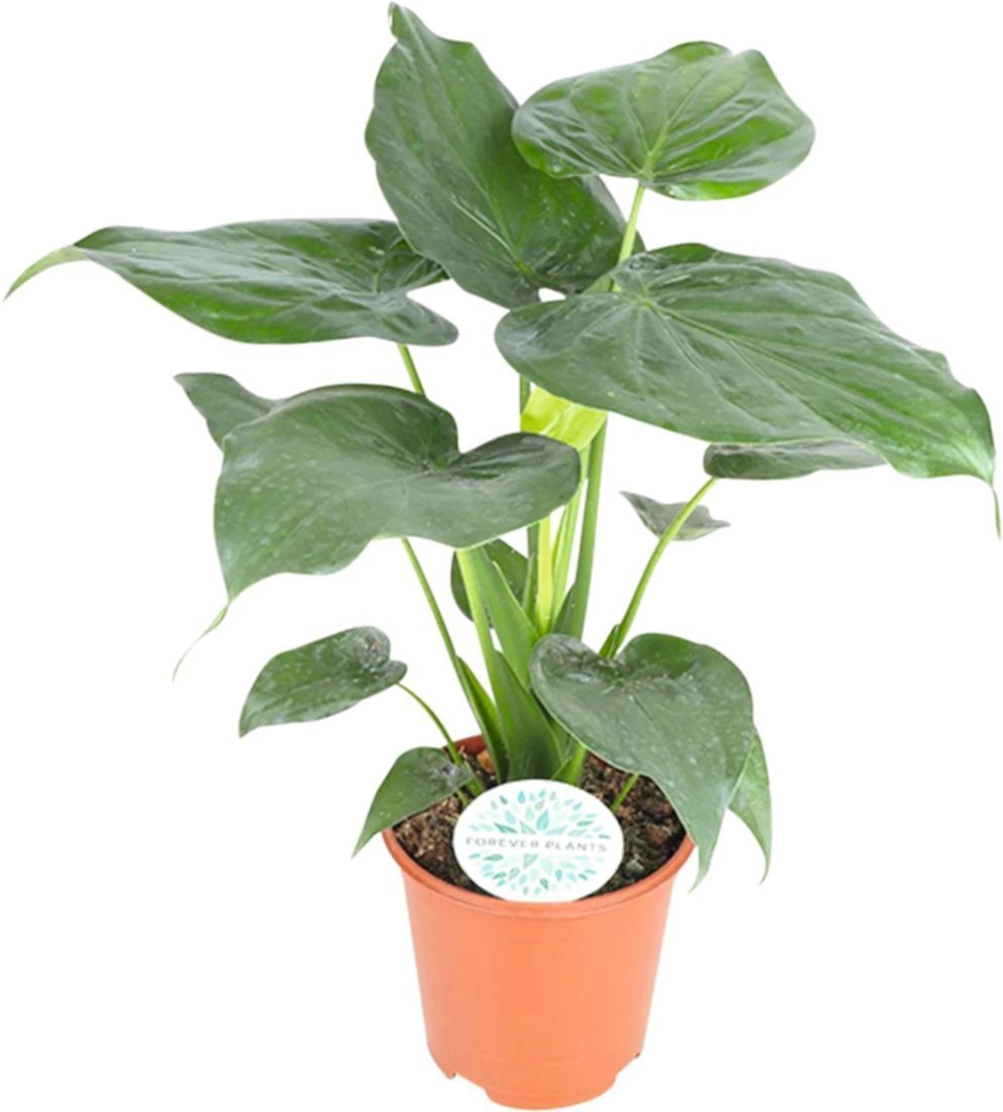 Alocasia Cuculata P21 cm