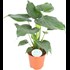 Alocasia Cuculata P21 cm