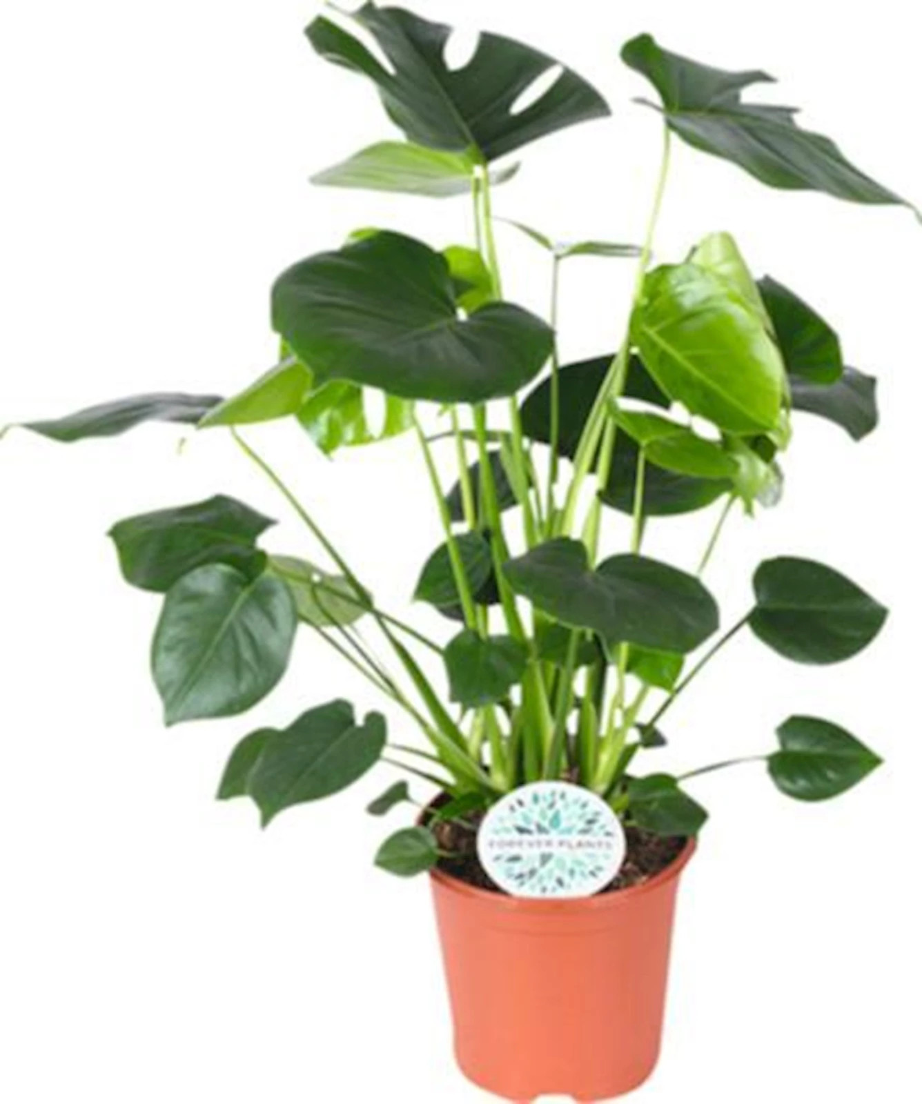 Monstera Deliciosa P21 cm