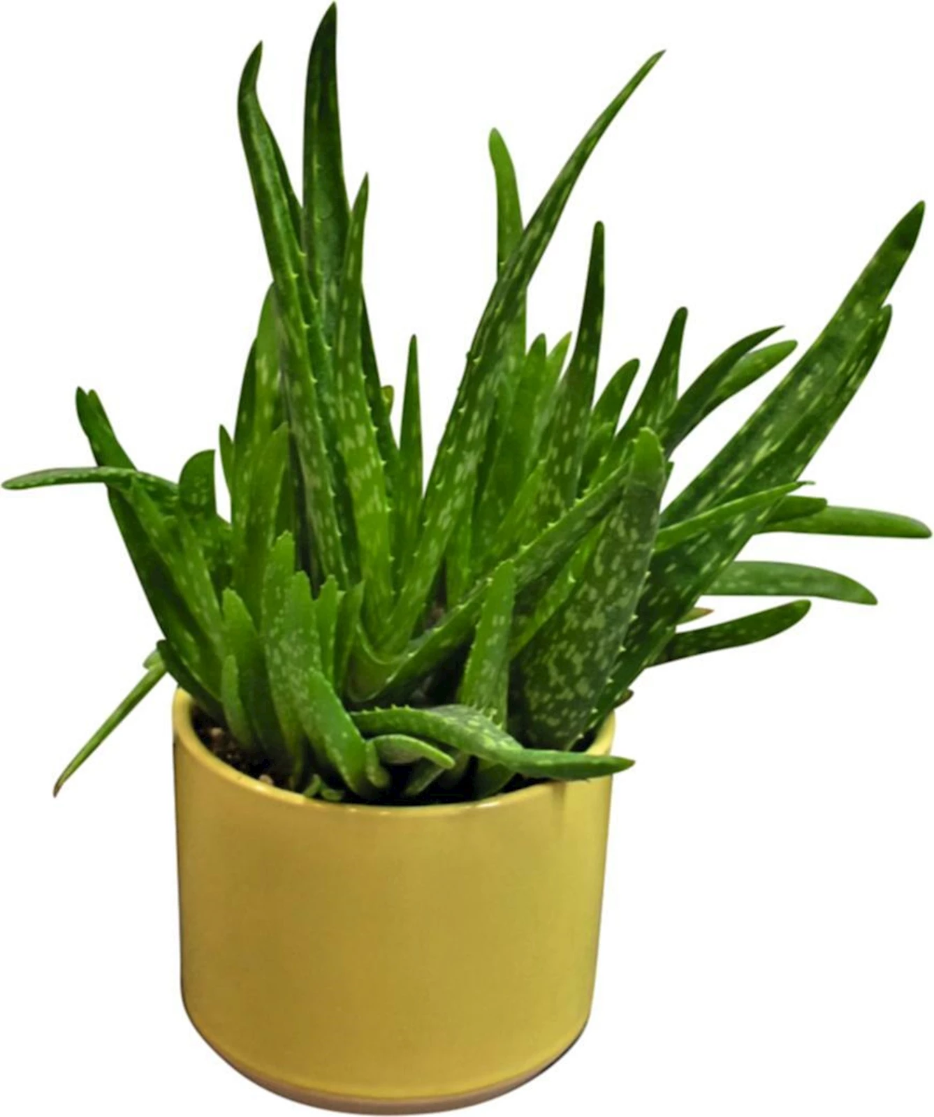Plantes verte Aloe Vera  en CP P12 cm