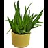 Grünmix Aloe Vera  im UT P12 cm