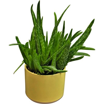 Grünmix Aloe Vera  im UT P12 cm