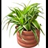 Plantes verte Tradescantia en CP P12 cm