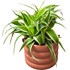 Plantes verte Tradescantia en CP P12 cm
