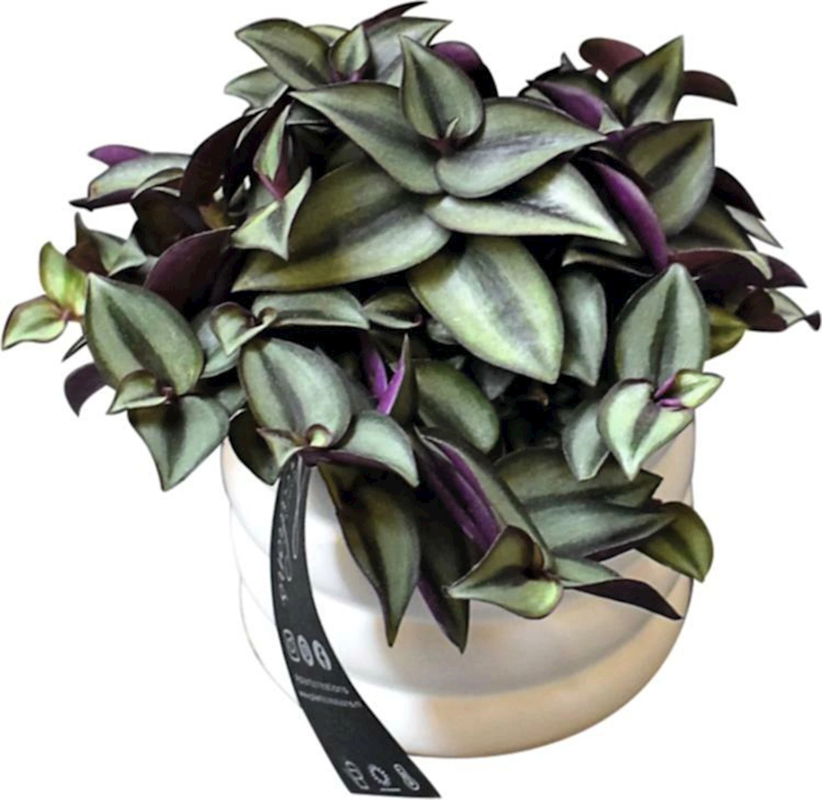 Grünmix Tradescantia im UT P12 cm