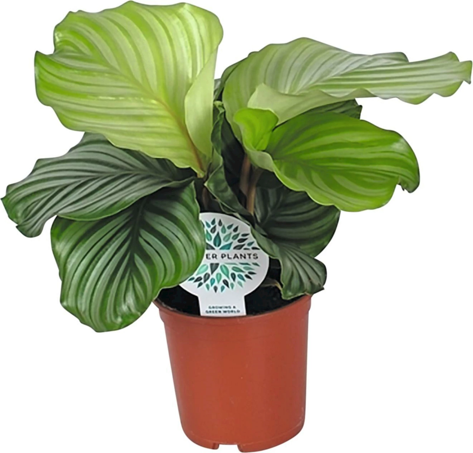 Calathea Orbifolia P14 cm