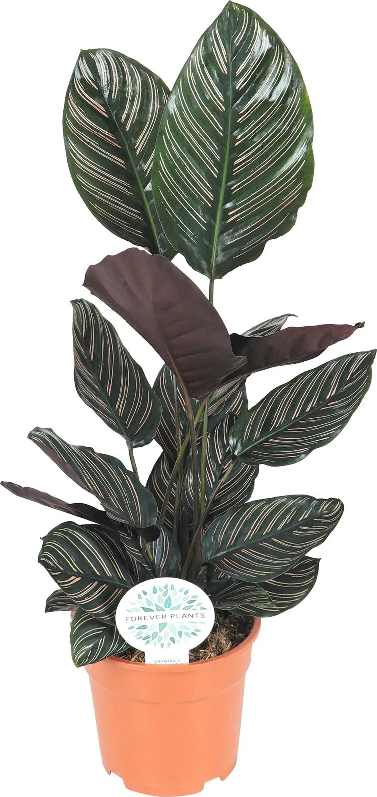 Calathea Ornata P14 cm