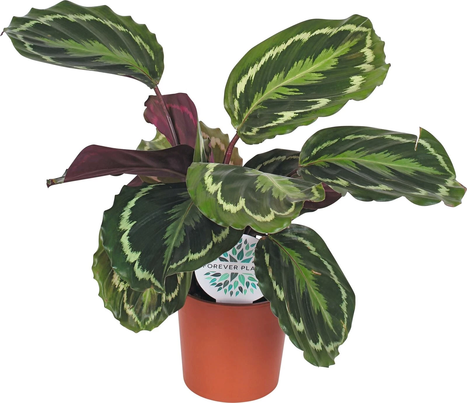 Calathea Medaillion P14 cm