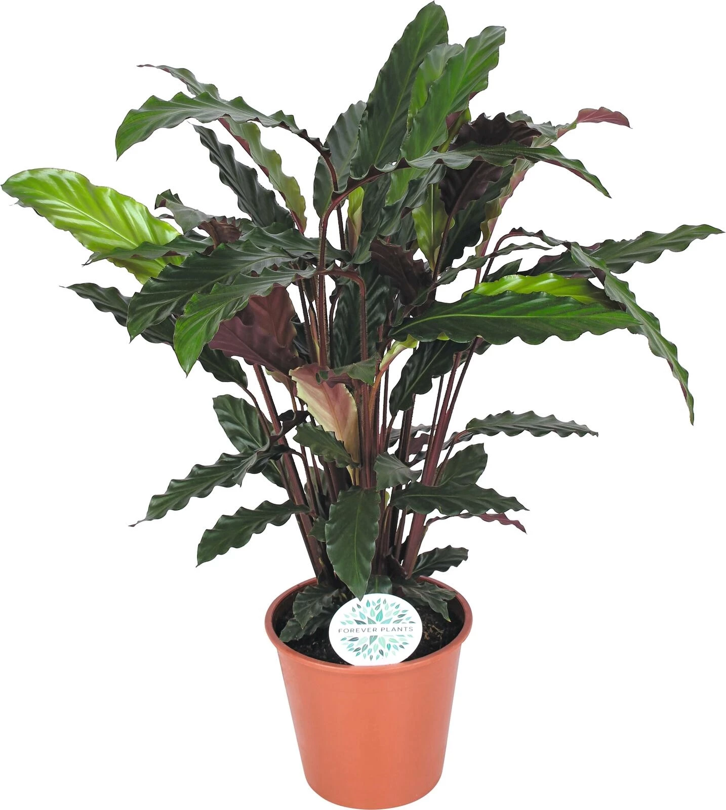 Calathea Rufibara P14 cm