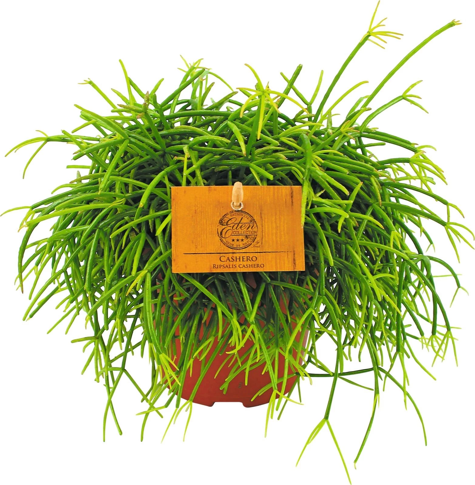 Rhipsalis Cashero P12 cm
