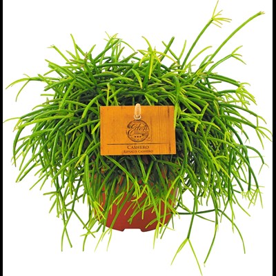 Mix plante vert Luxe Rhipsalis P12 cm