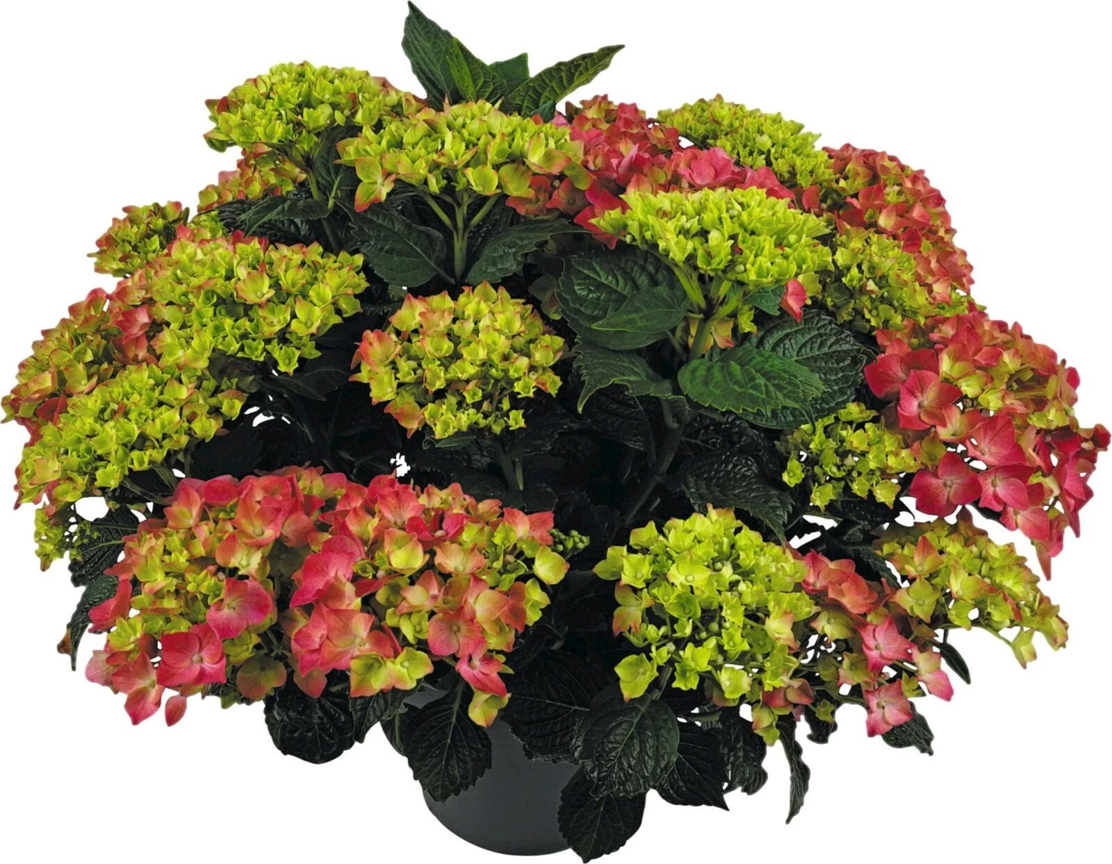 Hydrangea Macrophy. Rot XL P29 cm