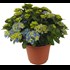 Hydrangea Macrophy. bleu XL P29 cm