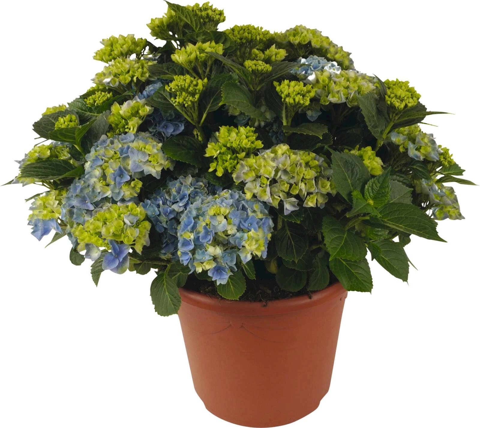 Hydrangea Macrophy. bleu XL P29 cm