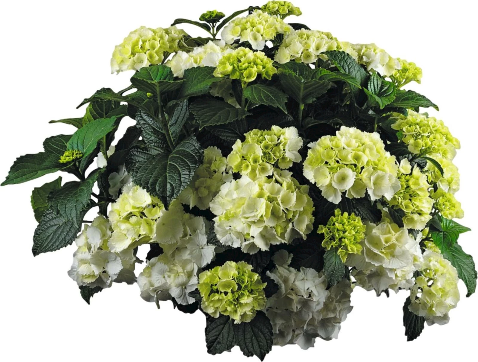 Hydrangea Macrophy. Weiss XL P29 cm