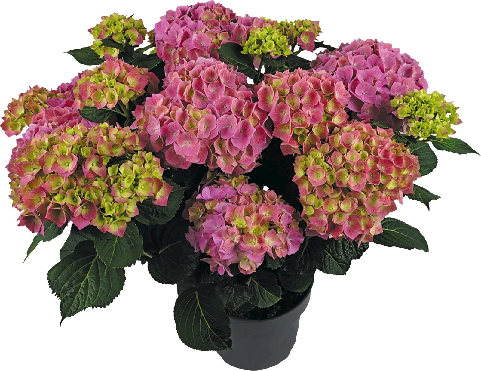 Hydrangea Macrophy. Rosa XL P29 cm