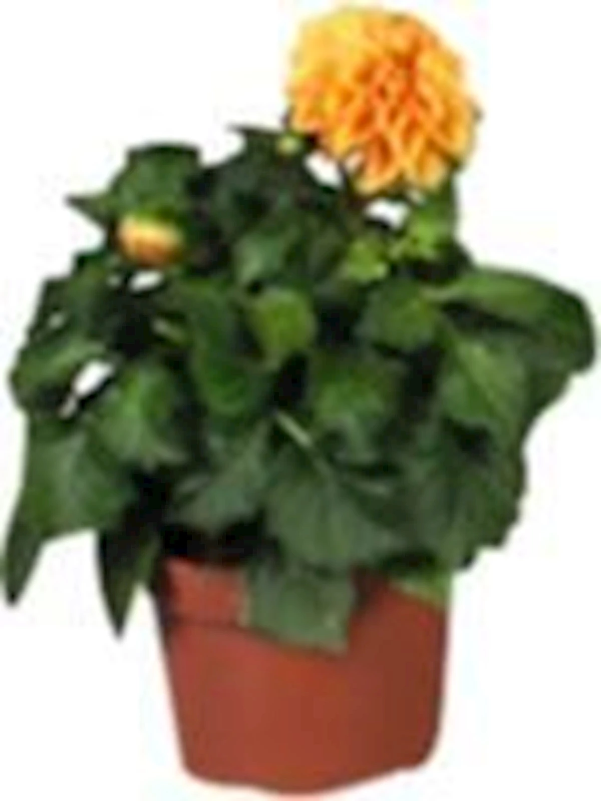 Dahlien Selection Mix P13 cm