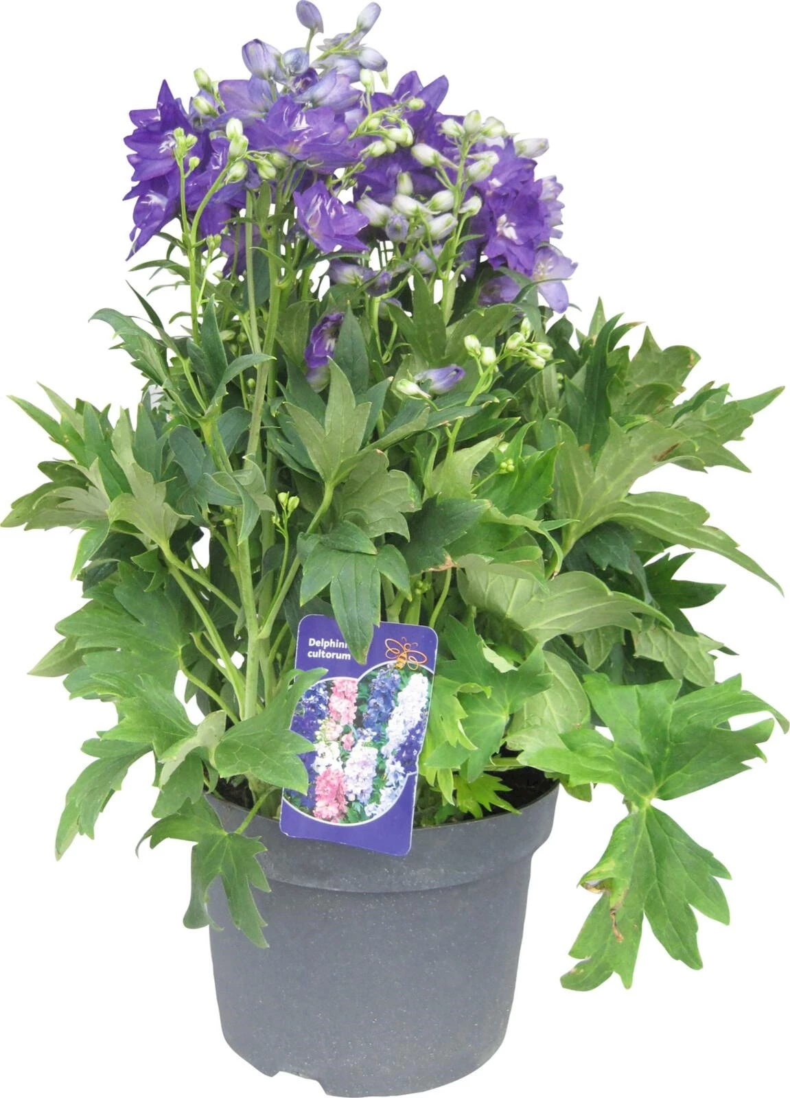 Staude Solitär Delphinium P25 cm