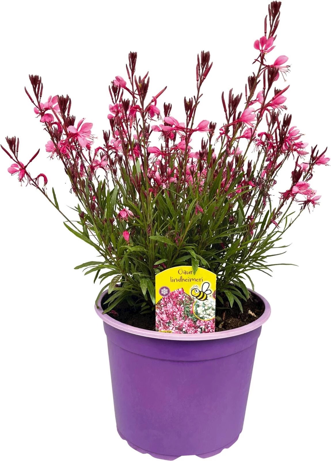 Staude Solitär Gaura lindheimeri P25 cm