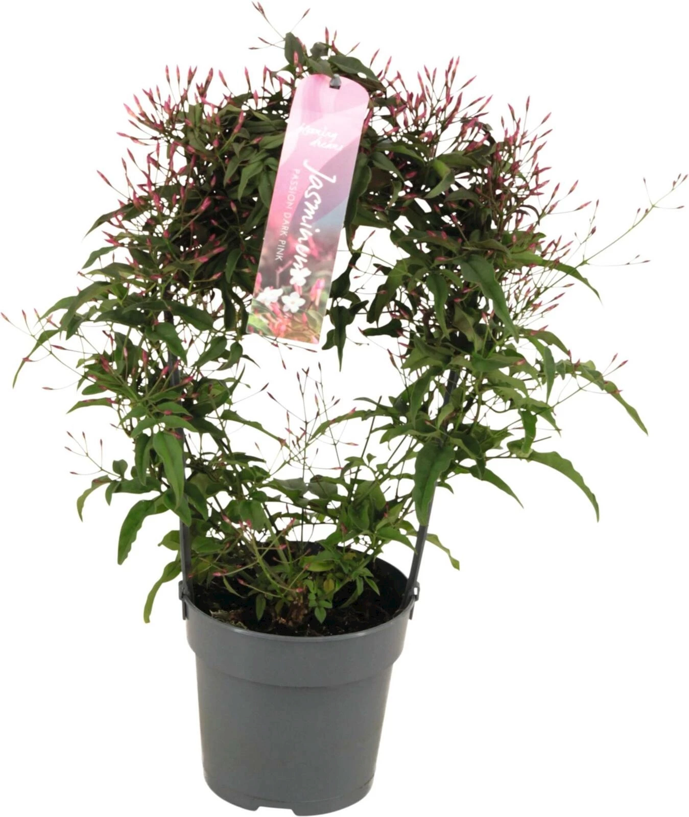 Jasmin dark pink P12 cm