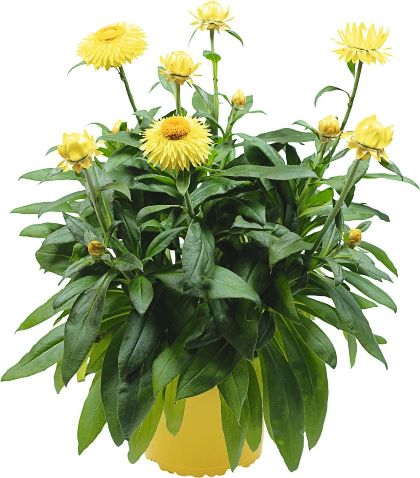 Helichrysum Big Flower P17 cm