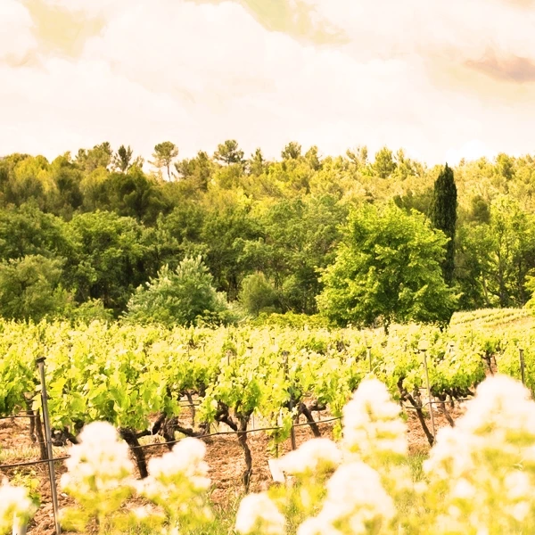 Clairette de Die Tradition 75 cl