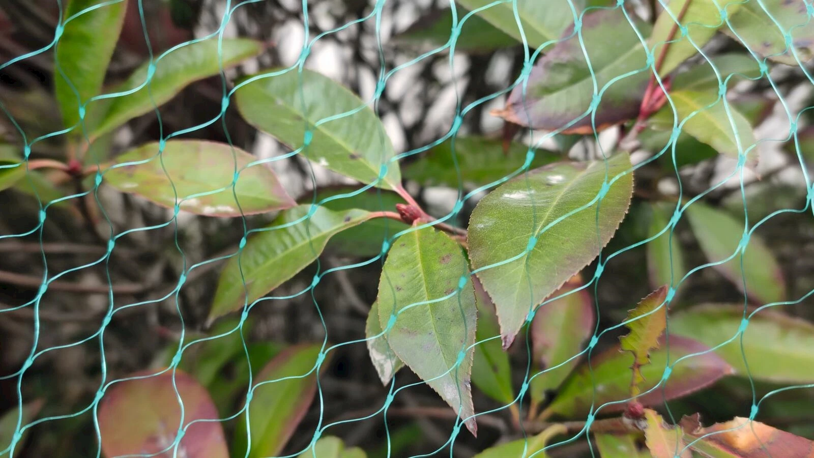 2 × 5 m, grün kaufen Pflanzenroller LANDI