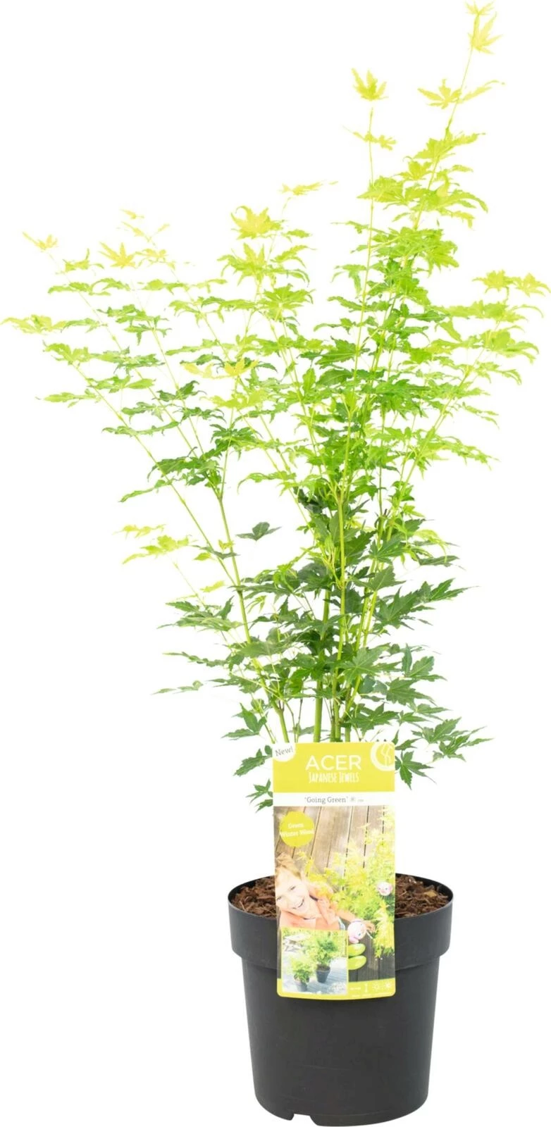 Acer palm. Going Green P26 cm