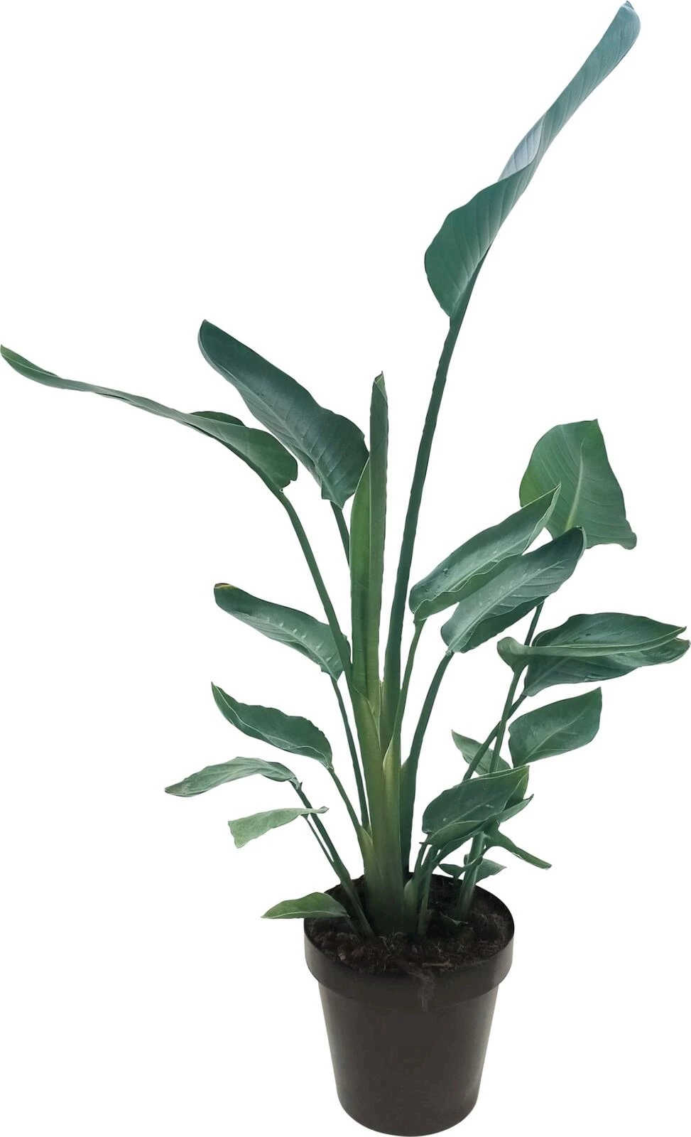 Strelitzia Nicolai P23 cm