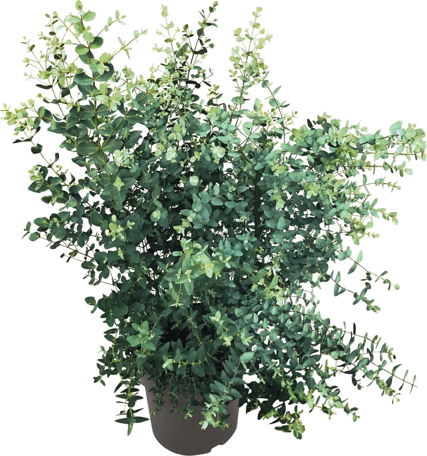 Eucalyptus Gunnii P27 cm