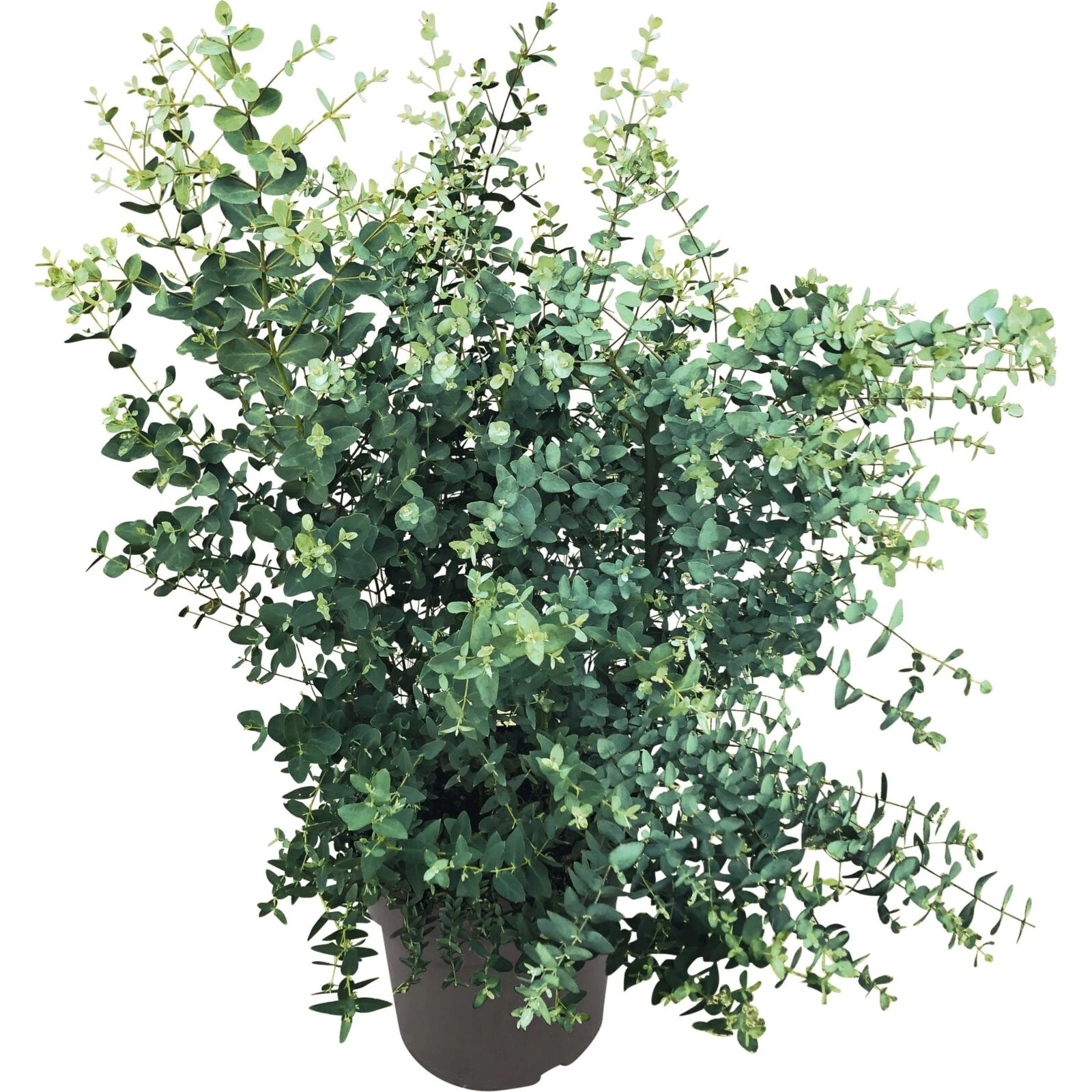 Eucalyptus Gunnii P27 cm kaufen - Mediterrane Pflanzen