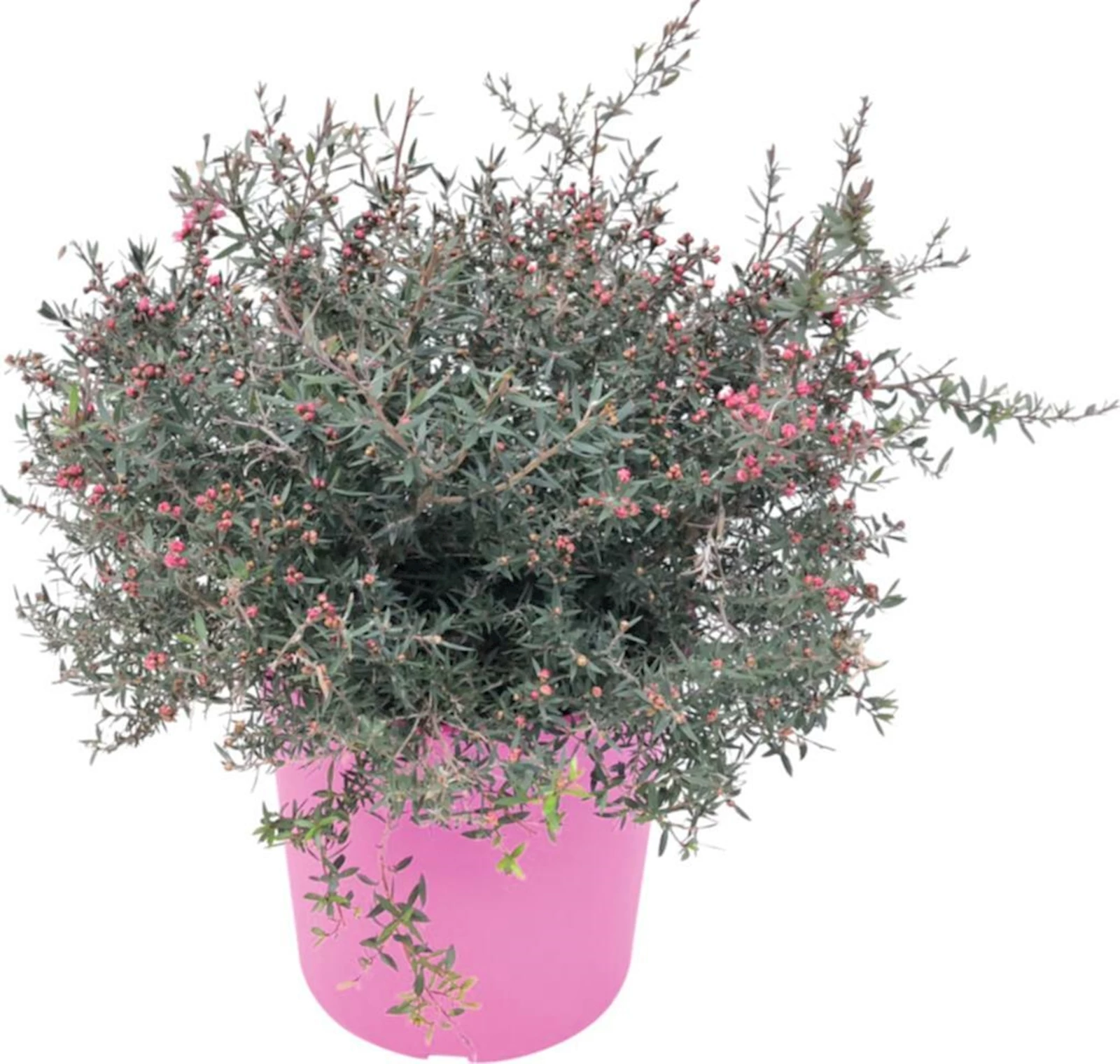 Leptospermum P18 cm kaufen Mediterrane Pflanzen LANDI