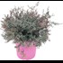 Leptospermum P18 cm
