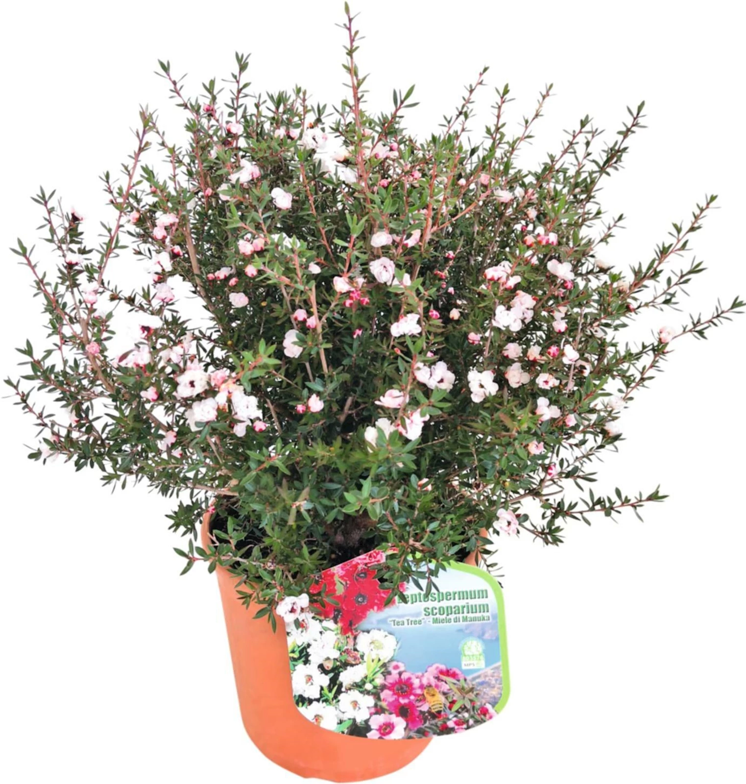 Leptospermum P18 cm